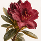 Alpenrose (Rhododendron ferrugineum) – beruhigender Wirkstoff der FRAUSCHMITZ Pflege